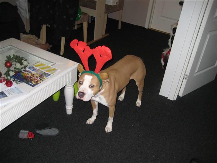 Amerikansk staffordshire terrier Hera - Ha ha men jeg flyver ikke nogle steder billede 4