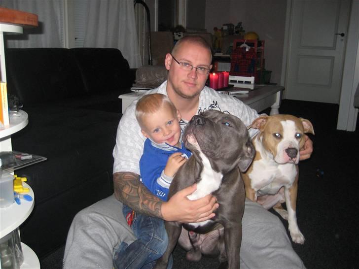 Amerikansk staffordshire terrier Hera - Det er så næsten hele familien, mangler lige mor billede 5