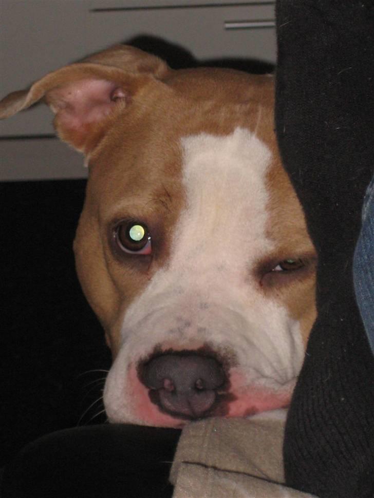 Amerikansk staffordshire terrier Hera - Skal jeg ikke op til dig mor PLEASE billede 7