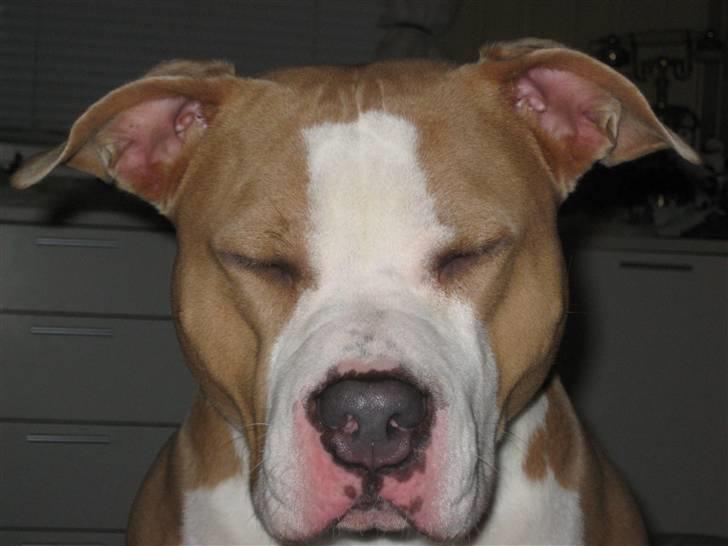 Amerikansk staffordshire terrier Hera - Hvis jeg ikke kan se dig, kan du heller ikke se mig billede 8