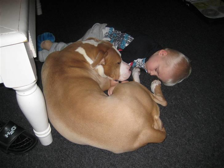 Amerikansk staffordshire terrier Hera - Pyha en hård dag i børnhaven billede 9