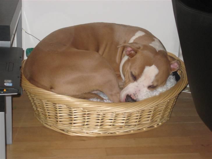 Amerikansk staffordshire terrier Hera - Hvem er en stor hund, ikke mig billede 10