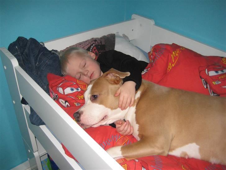Amerikansk staffordshire terrier Hera - Så er der hygge i køjesengen billede 11