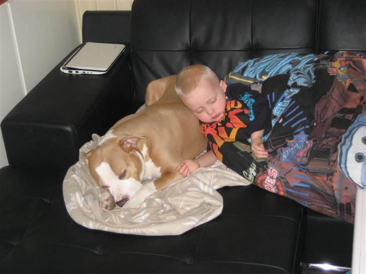 Amerikansk staffordshire terrier Hera - Middagslur på sofaen billede 12