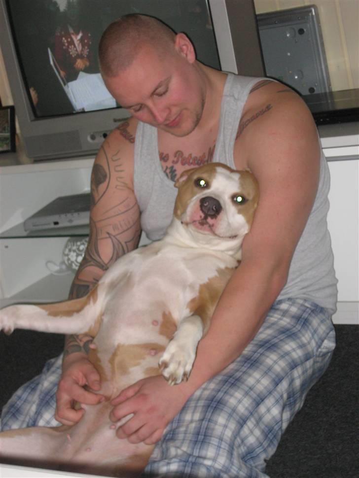 Amerikansk staffordshire terrier Hera - Søndags hygge med farmand billede 13