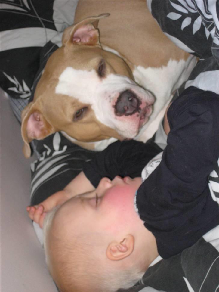 Amerikansk staffordshire terrier Hera - Så tog vi lige en lur, i mors og fars seng billede 14