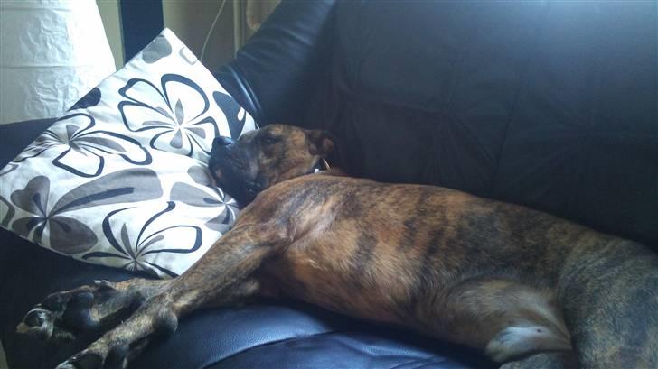 Amerikansk bulldog Kazan - Han er dygtig til at flade helt ud :D billede 20