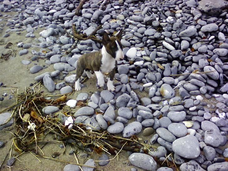 Bullterrier miniature Ofra - første tur på strande , lidt farligt billede 1