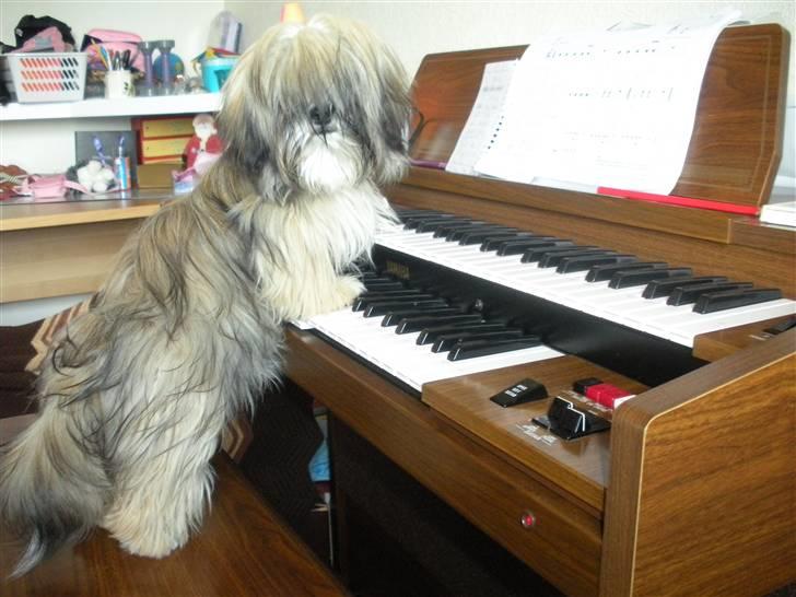 Lhasa apso Bette my - Hvad skal jeg nu spille? billede 1