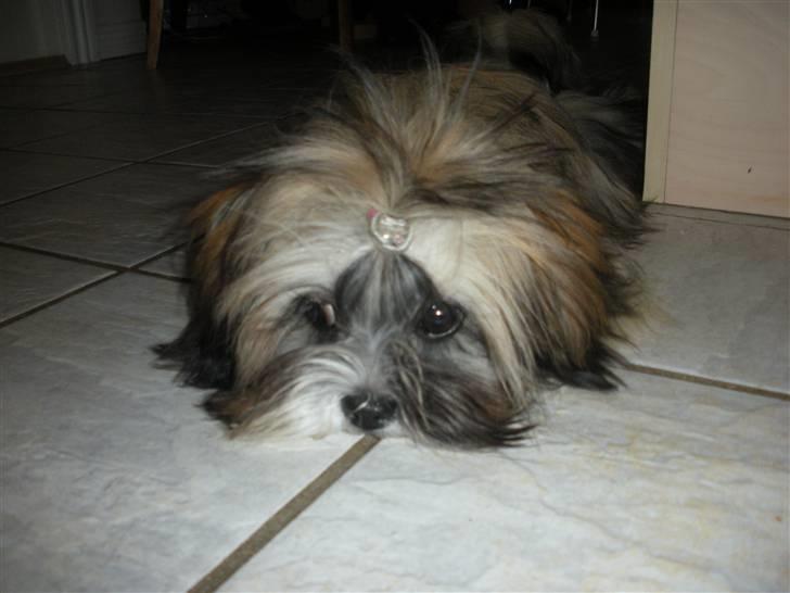 Lhasa apso Bette my billede 2