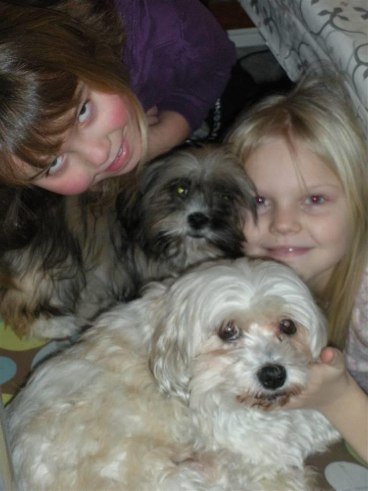 Lhasa apso Bette my billede 3