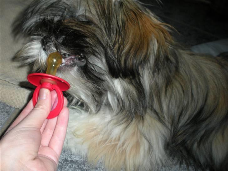 Lhasa apso Bette my billede 4