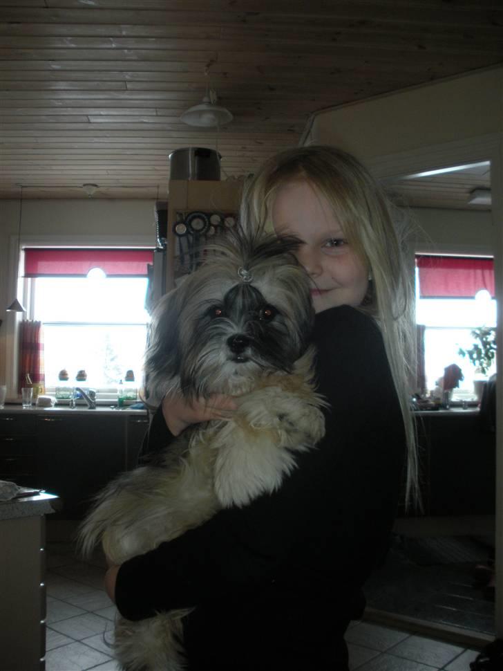 Lhasa apso Bette my billede 5