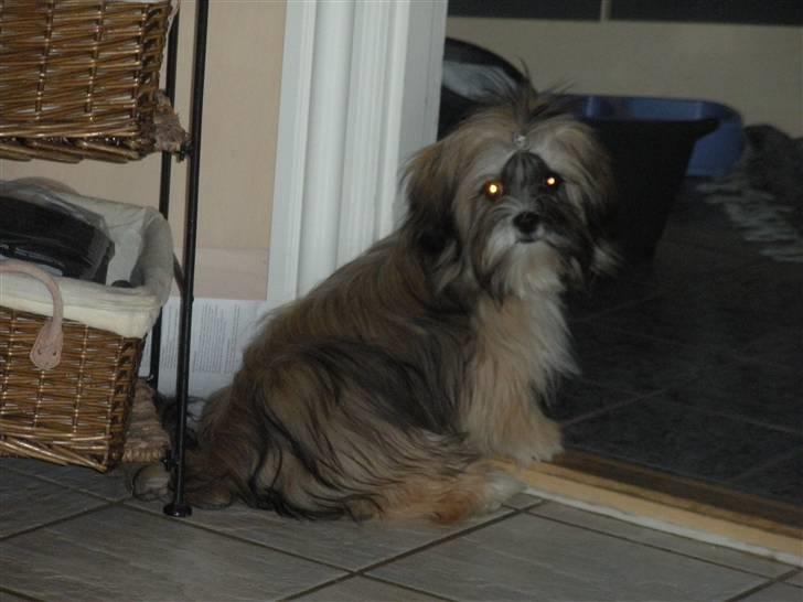 Lhasa apso Bette my billede 6