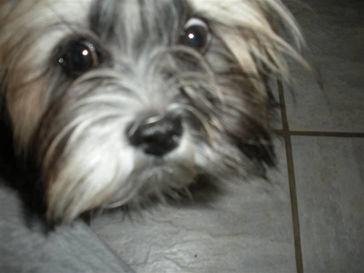 Lhasa apso Bette my billede 7