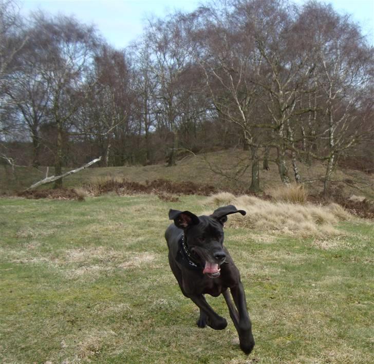 Grand danois Tyson <3  - Fuld fart FREM ! billede 16