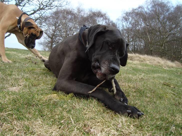 Grand danois Tyson <3  - Mums hvor er det en lækker pind . billede 17