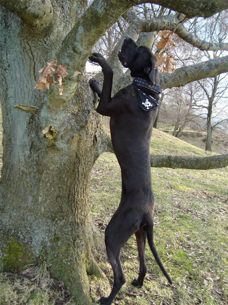 Grand danois Tyson <3  - kom nu ned fra det træ far ! billede 18