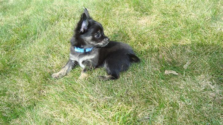 Chihuahua Luca - Hov, var der nogen der sagde leg? billede 3