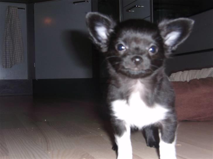 Chihuahua LIVI billede 2