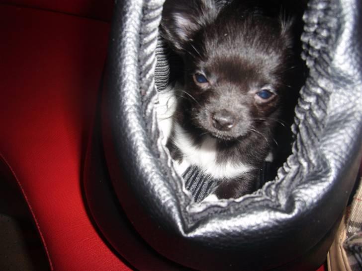 Chihuahua LIVI billede 3