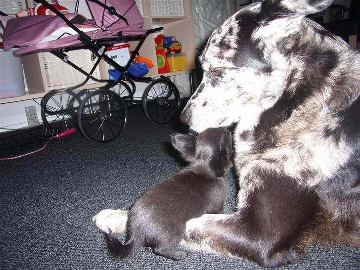 Chihuahua LIVI - "SKAL VI IKKE LEGE" MEN PLET ORKER IKKE MERE NU :-) billede 4