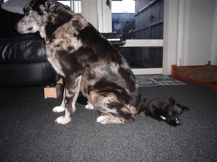 Chihuahua LIVI - HVIS DU IKKE VIL LEGE, MÅ JEG SÅ LEGE MED DIN HALE ?? billede 5