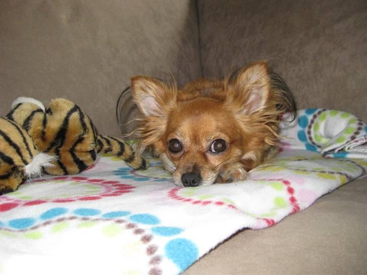 Chihuahua Bella - <3 billede 1