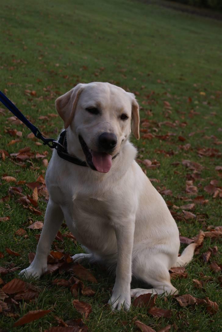 Labrador retriever Cille - Hej! Det er så mig, der er Cille! :) billede 1