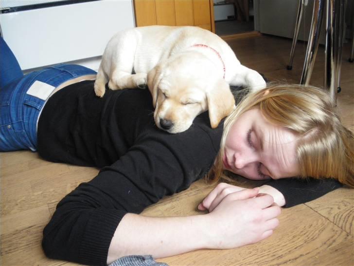 Labrador retriever Cille - Cille tager en lur på min ryg <3 billede 2