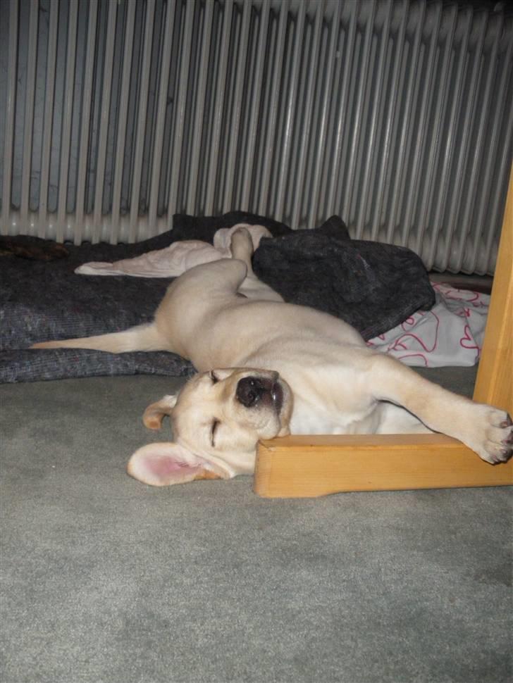 Labrador retriever Cille - Rart med en lur efter en lang dag. billede 3