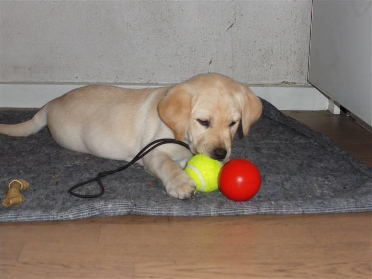 Labrador retriever Cille - Cille studerer sit nye legetøj. billede 4