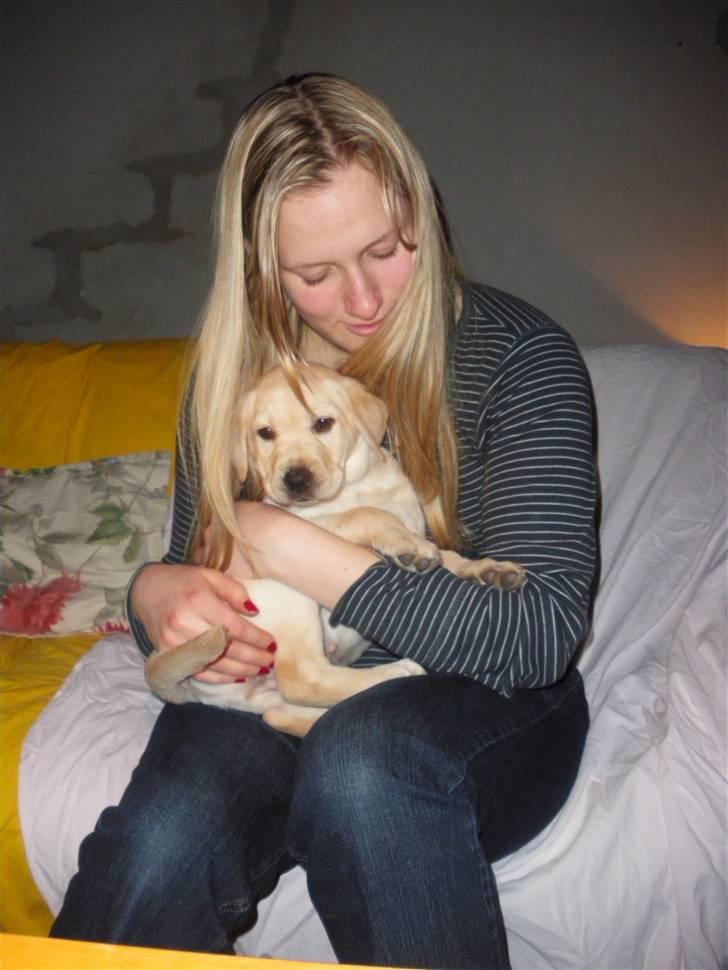 Labrador retriever Cille - Cille og Freja den aften vi fik Cille hjem :) billede 5
