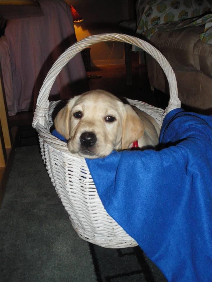 Labrador retriever Cille - Cille passer lige i vores kurv ;) billede 6