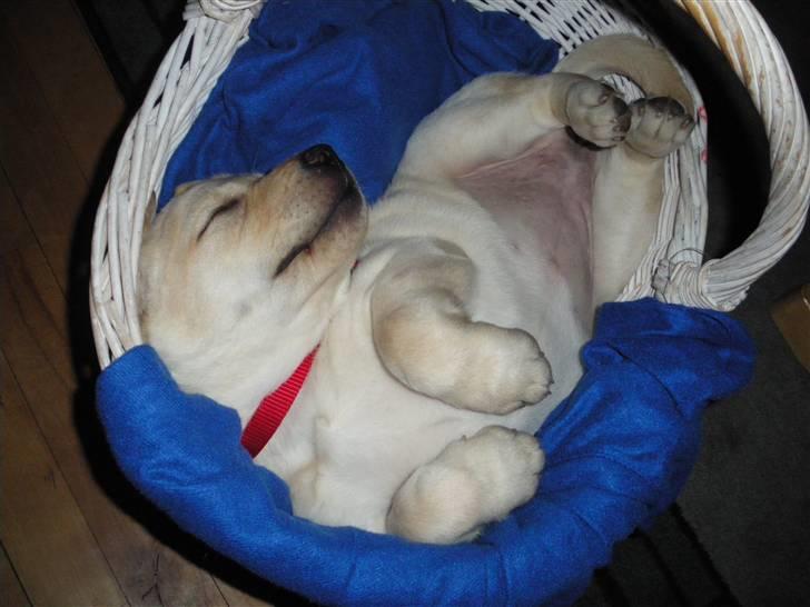 Labrador retriever Cille - Nuuuh! :D billede 7