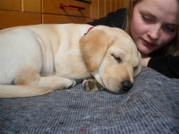 Labrador retriever Cille - Vi hygger :) billede 8