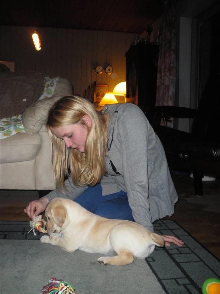 Labrador retriever Cille - Cille og jeg leger i stuen den aften vi fik hende hjem :) billede 9