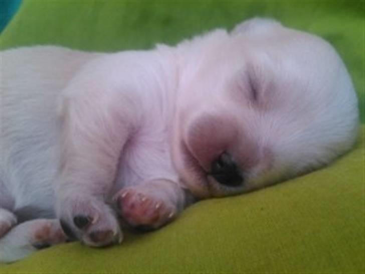 Blanding af racer Vega - Vega 11 dage gammel billede 3