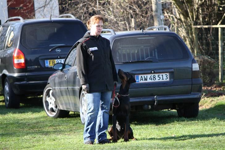 Dobermann GOF Excellent Estrella - Estrella 16 mdr billede 1