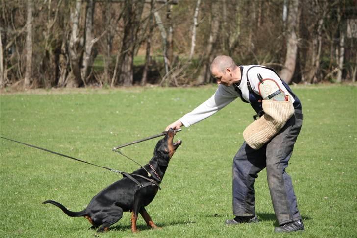 Dobermann GOF Excellent Estrella - 16 mdr. billede 2