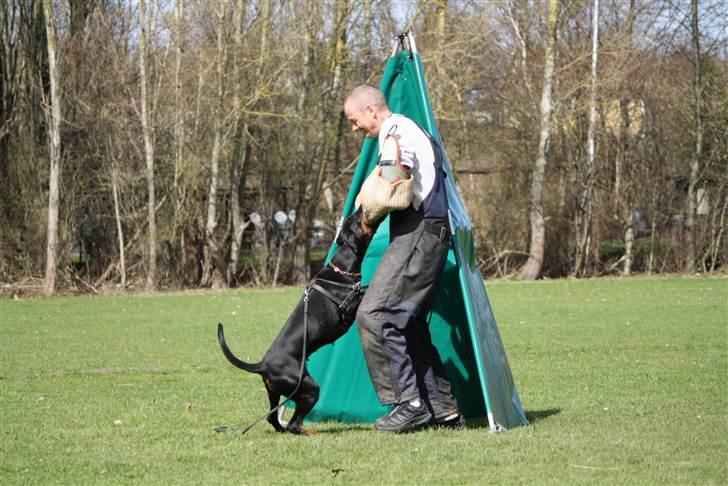 Dobermann GOF Excellent Estrella - Estrella 16 mdr billede 4