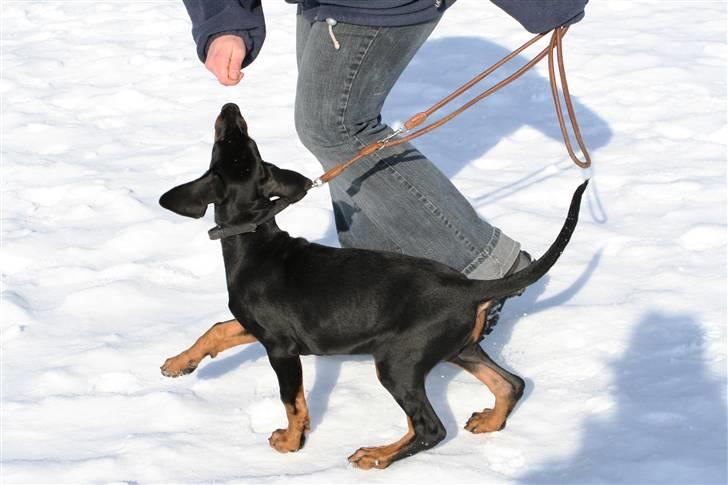 Dobermann GOF Excellent Estrella billede 5