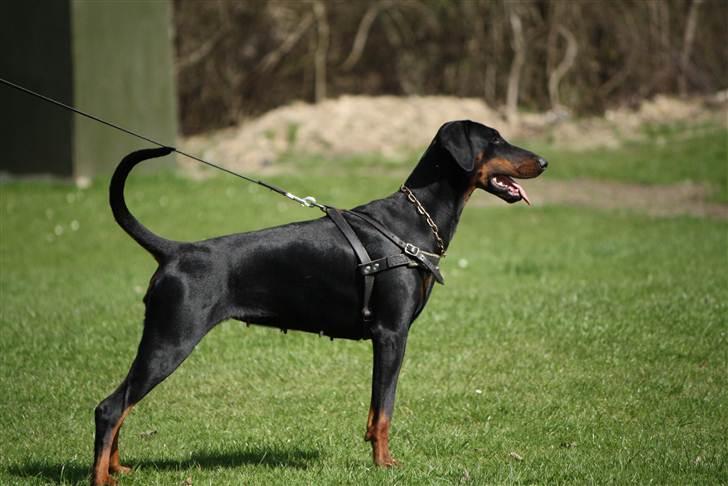 Dobermann GOF Excellent Estrella - Estrella 16 mdr billede 6