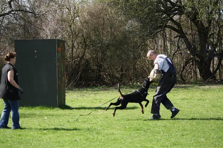 Dobermann GOF Excellent Estrella - Estrella 16 mdr billede 7