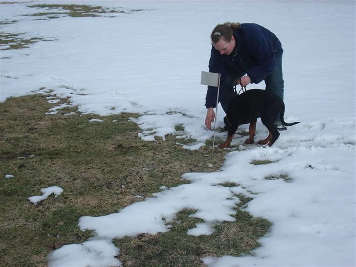 Dobermann GOF Excellent Estrella billede 8