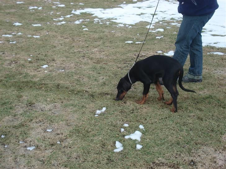 Dobermann GOF Excellent Estrella billede 9