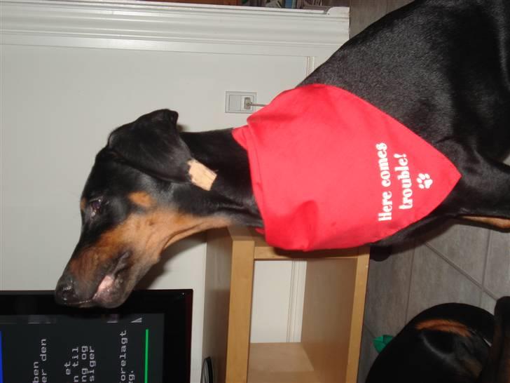 Dobermann GOF Excellent Estrella billede 10