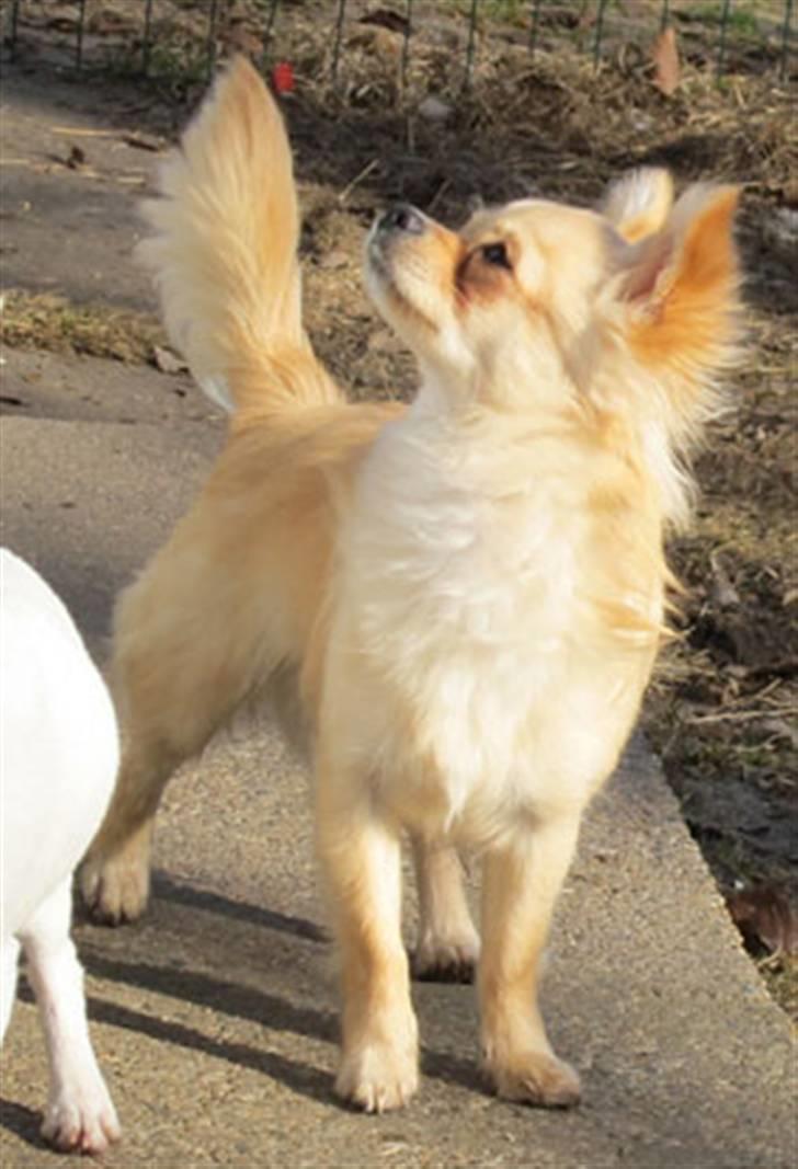 Chihuahua Mr. Keaton aka Bjørn billede 1