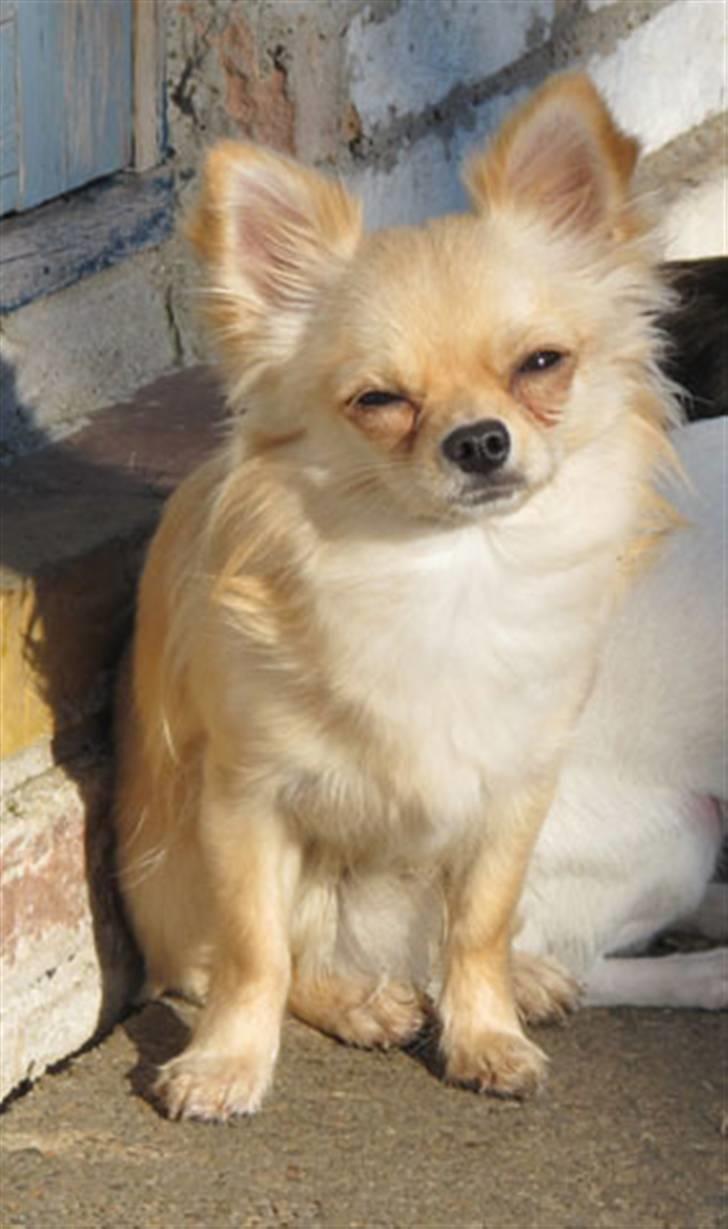 Chihuahua Mr. Keaton aka Bjørn billede 2