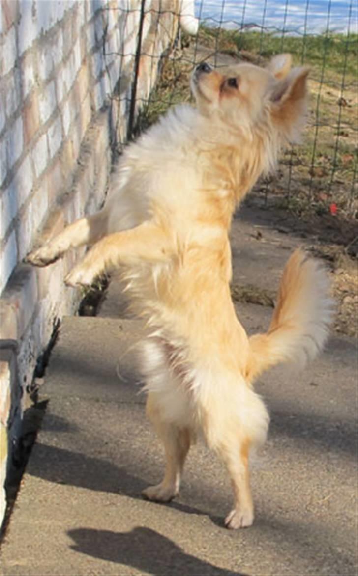 Chihuahua Mr. Keaton aka Bjørn billede 3